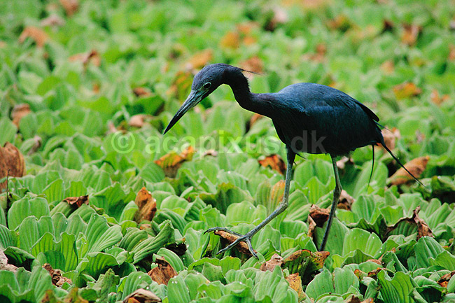 Hejre. Lille Bl�hejre ( Scan af KOL2158 ); Egretta caerulea, Ardidae; Corkscrew Swamp Sanctuary / Florida; USA; Nordamerika; fugle; Hejrer