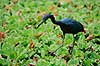 Hejre. Lille Bl�hejre ( Scan af KOL2158 ) Egretta caerulea, Ardidae Corkscrew Swamp Sanctuary / Florida USA Nordamerika fugle Hejrer