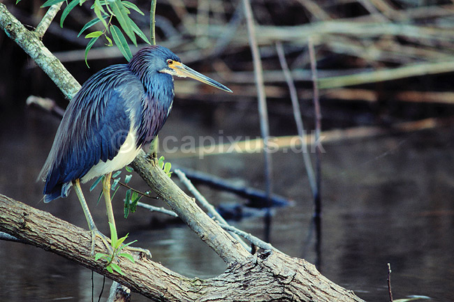 Hejre. Trefarvet Hejre (Louisiana Hejre) ( Scan af KOL2168 ); Egretta tricolor, Ardidae; Anhinga Trail / Everglades NP / Florida; USA; Nordamerika; fugle; Hejrer