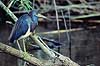 Hejre. Trefarvet Hejre (Louisiana Hejre) ( Scan af KOL2168 ) Egretta tricolor, Ardidae Anhinga Trail / Everglades NP / Florida USA Nordamerika fugle Hejrer