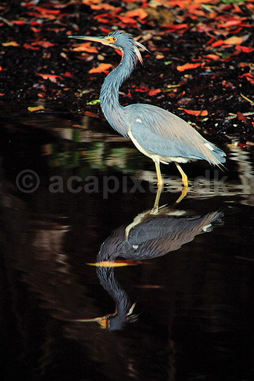 Hejre. Trefarvet Hejre (Louisiana Hejre) ( Scan af KOL2170 ); Egretta tricolor, Ardidae; Ding Darling NWR / Sanibel Island / Florida; USA; Nordamerika; fugle; Hejrer