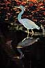 Hejre. Trefarvet Hejre (Louisiana Hejre) ( Scan af KOL2170 ) Egretta tricolor, Ardidae Ding Darling NWR / Sanibel Island / Florida USA Nordamerika fugle Hejrer