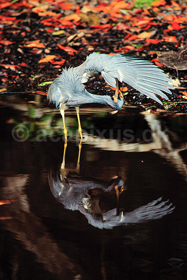 Hejre. Trefarvet Hejre (Louisiana Hejre) ( Scan af KOL3660 ); Egretta tricolor, Ardidae; Ding Darling NWR / Sanibel Island / Florida; USA; Nordamerika; fugle; Hejrer