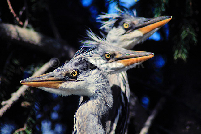 Hejre. Fiskehejrer, unger i rede ( Scan af KOL520 ); Ardea cinerea, Ardeidae; Konga; Sverige; ; fugle; Hejrer