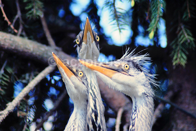 Hejre. Fiskehejrer, unger i rede ( Scan af KOL525 ); Ardea cinerea, Ardeidae; Konga; Sverige; ; fugle; Hejrer