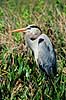 Stor Bl� hejre. Stor Bl�hejre ( Scan af KOL2154 ) Ardea herodias, Ardidae Anhinga Trail / Everglades NP / Florida USA Nordamerika fugle Hejrer
