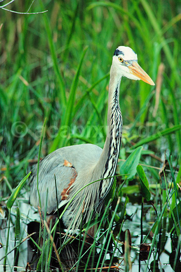 Stor Bl� hejre. Stor Bl�hejre ( Scan af KOL2153 ); Ardea herodias, Ardidae; Anhinga Trail / Everglades NP / Florida; USA; Nordamerika; fugle; Hejrer