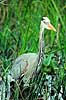 Stor Bl� hejre. Stor Bl�hejre ( Scan af KOL2153 ) Ardea herodias, Ardidae Anhinga Trail / Everglades NP / Florida USA Nordamerika fugle Hejrer