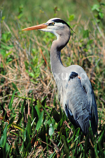 Stor Bl� hejre. Stor Bl�hejre ( Scan af KOL2156 ); Ardea herodias, Ardidae; Anhinga Trail / Everglades NP / Florida; USA; Nordamerika; fugle; Hejrer