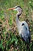 Stor Bl� hejre. Stor Bl�hejre ( Scan af KOL2156 ) Ardea herodias, Ardidae Anhinga Trail / Everglades NP / Florida USA Nordamerika fugle Hejrer