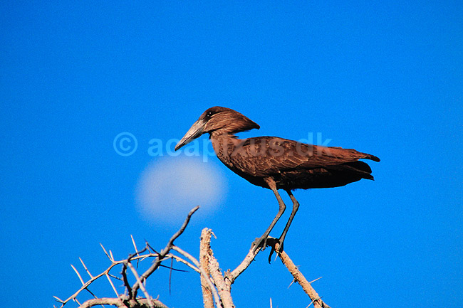 Hammerfugl. Hammerfugl ( Scan af KOL3300 ); Scopus umbratta, Scopidae; Gwai River / Hwange NP; Zimbabwe; Afrika; fugle; Hammerkop, m�ne, m�nen