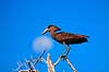 Hammerfugl. Hammerfugl ( Scan af KOL3300 ) Scopus umbratta, Scopidae Gwai River / Hwange NP Zimbabwe Afrika fugle Hammerkop, m�ne, m�nen