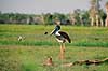 Sorthalset stork. Sorthalset stork ( Scan af KOL2526 ) Ephippiorhynchus asiaticus, Ciconiidae Yellow Waters / Kakadu NP / Northern Territory Australien Australien fugle Stork, storke, storkefugle