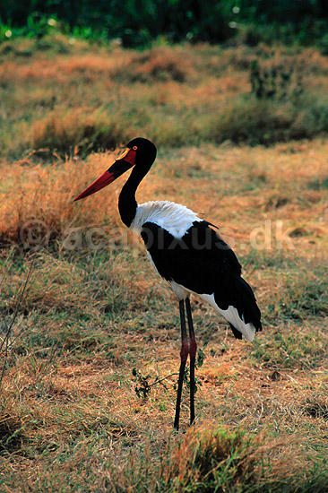 Saddeln�bs stork. Saddeln�bsstork ( Scan af KOL5849 ); Ephippiorhynchus senegalensis, Ciconiidae; Ngorongoro NP; Tanzania; Afrika; fugle; Stork, storke, storkefugle