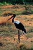 Saddeln�bs stork. Saddeln�bsstork ( Scan af KOL5849 ) Ephippiorhynchus senegalensis, Ciconiidae Ngorongoro NP Tanzania Afrika fugle Stork, storke, storkefugle