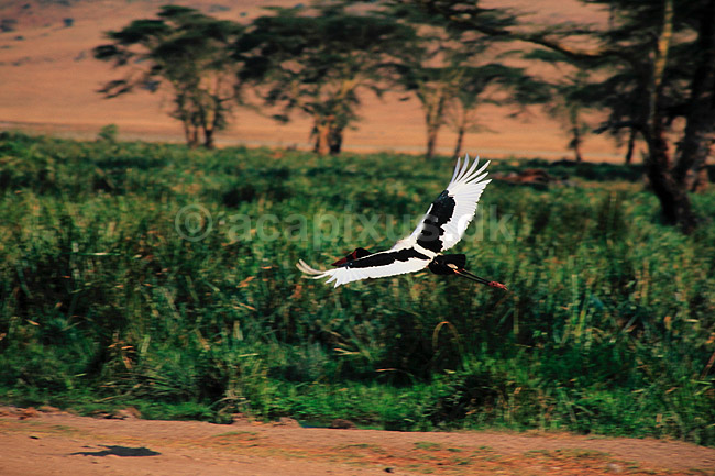 Saddeln�bs stork. Saddeln�bsstork i flugt ( Scan af KOL5850 ); Ephippiorhynchus senegalensis, Ciconiidae; Ngorongoro NP; Tanzania; Afrika; fugle; Stork, storke, storkefugle