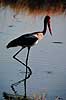 Saddeln�bs stork. Saddeln�bsstork ( Scan af KOL3303 ) Ephippiorhynchus senegalensis, Ciconiidae Chobe NP Botswana Afrika fugle Stork, storke, storkefugle