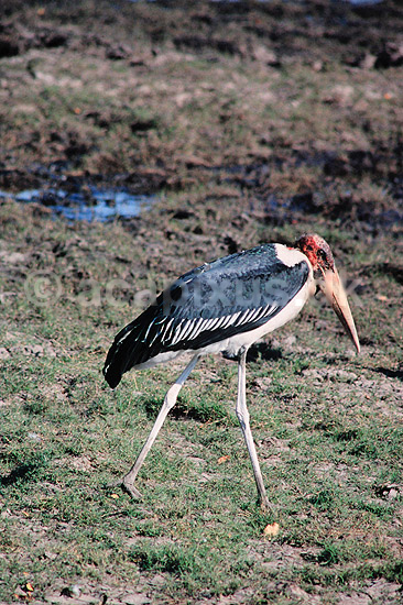 Marabu stork. Marabustork ( Scan af KOL3306 ); Leptoptilus crumeniferus, Ciconiidae; Chobe NP; Botswana; Afrika; fugle; Stork, storke, storkefugle