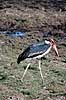 Marabu stork. Marabustork ( Scan af KOL3306 ) Leptoptilus crumeniferus, Ciconiidae Chobe NP Botswana Afrika fugle Stork, storke, storkefugle
