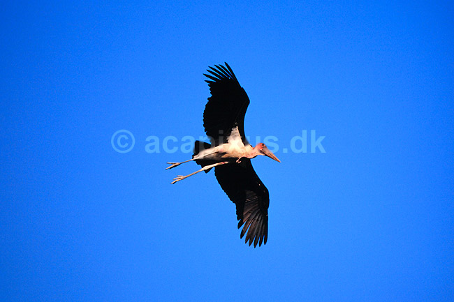 Marabu stork. Marabustork i flugt ( Scan af KOL5852 ); Leptoptilos crumeniferus, Ciconiidae; Ngorongoro NP; Tanzania; Afrika; fugle; Stork, storke, storkefugle