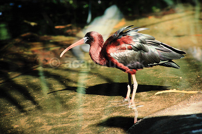 Sort ibis. Sort ibis ( Scan af KOL2530 ); Plegadis falcinellus, Threskiornithidae; Territory Wildlife Park / Northern Territory; Australien; Australien; fugle; Ibiser