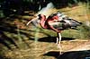 Sort ibis. Sort ibis ( Scan af KOL2530 ) Plegadis falcinellus, Threskiornithidae Territory Wildlife Park / Northern Territory Australien Australien fugle Ibiser