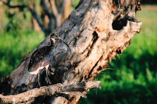 Str�halset ibis. Str�halset ibis, hvidhalset ibis ( Scan af KOL2528 ); Carphibis spinicollis, Threskiornithidae; Yellow Waters / Kakadu NP / Northern Territory; Australien; Australien; fugle; Ibiser