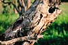 Str�halset ibis. Str�halset ibis, hvidhalset ibis ( Scan af KOL2528 ) Carphibis spinicollis, Threskiornithidae Yellow Waters / Kakadu NP / Northern Territory Australien Australien fugle Ibiser