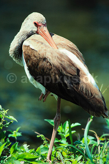 Hvis Ibis. Amerikansk Hvid Ibis ( Scan af KOL3661 ); Eudocimus albus, Threskiornithidae; Anhinga Trail / Everglades NP / Florida; USA; Nordamerika; fugle; Ibiser