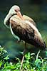 Hvis Ibis. Amerikansk Hvid Ibis ( Scan af KOL3661 ) Eudocimus albus, Threskiornithidae Anhinga Trail / Everglades NP / Florida USA Nordamerika fugle Ibiser