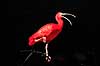 R�d Ibis. R�d Ibis ( Scan af KOL494 ) Eudocimus ruber, Threskiornithidae K�benhavn ZOO   fugle Ibiser