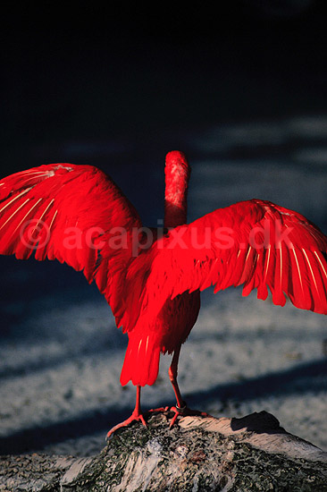 R�d Ibis. R�d Ibis ( Scan af KOL496 ); Eudocimus ruber, Threskiornithidae; K�benhavn ZOO; ; ; fugle; Ibiser