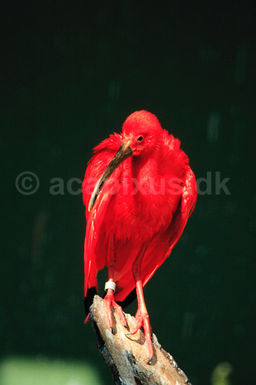 R�d Ibis. R�d Ibis ( Scan af KOL7036 ); Eudocimus ruber, Threskiornithidae; K�benhavn ZOO; ; ; fugle; Ibiser