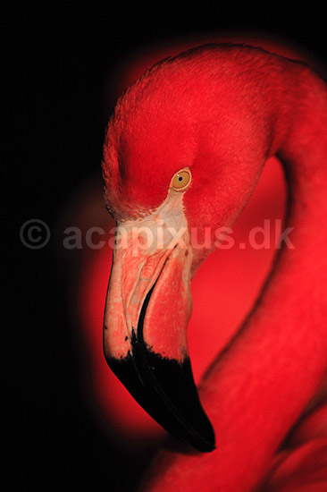 Flamingo. Flamingo ( Scan af KOL492 ); Phoenicopterus ruber, Phoenicopteridae; K�benhavn ZOO; ; ; fugle; Flamingoer