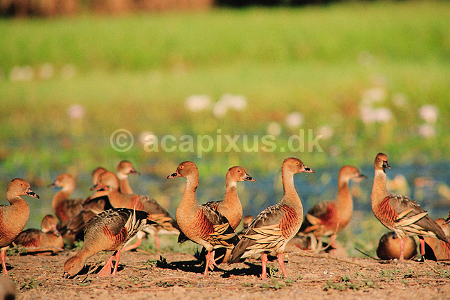 Plumed Whistling duck. Plumed Whistling duck ( Scan af KOL2540 ); Dendrocygna eytoni, Anatidae; Yellow Waters / Kakadu NP / Northern Territory; Australien; Australien; fugle; And, �nder, andefugl, andefugle