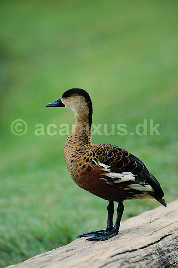 Tr�and. Australsk tr�and ( Scan af KOL2547 ); Dendrocygna arcuata, Anatidae; Lake Barrine / Atherton Tablelands / Queensland; Australien; Australien; fugle; And, �nder, andefugl, andefugle