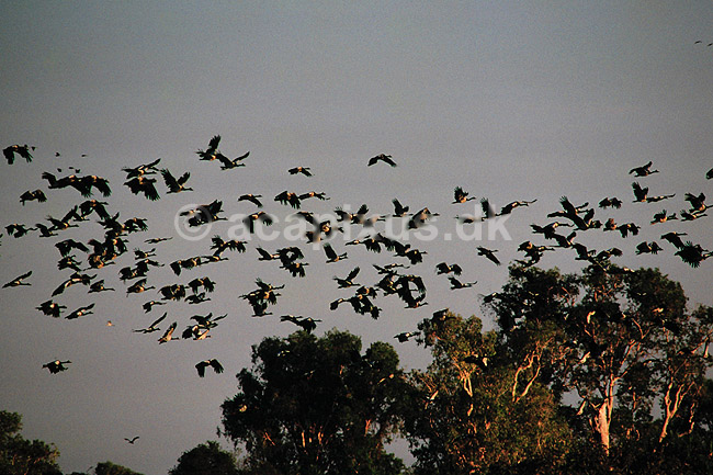 Skade g�s. Skadeg�s ( Scan af KOL2534 ); Anseranas semipalmata, Anatidae; Yellow Waters / Kakadu NP / Northern Territory; Australien; Australien; fugle; G�s, g�sefugle, andefugle
