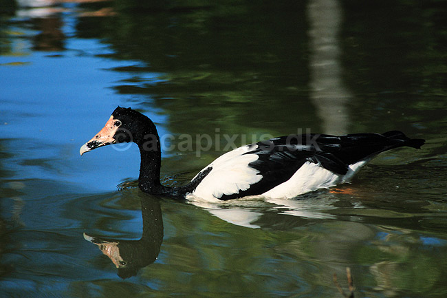 Skade g�s. Skadeg�s ( Scan af KOL2535 ); Anseranas semipalmata, Anatidae; Yellow Waters / Kakadu NP / Northern Territory; Australien; Australien; fugle; G�s, g�sefugle, andefugle