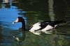 Skade g�s. Skadeg�s ( Scan af KOL2535 ) Anseranas semipalmata, Anatidae Yellow Waters / Kakadu NP / Northern Territory Australien Australien fugle G�s, g�sefugle, andefugle