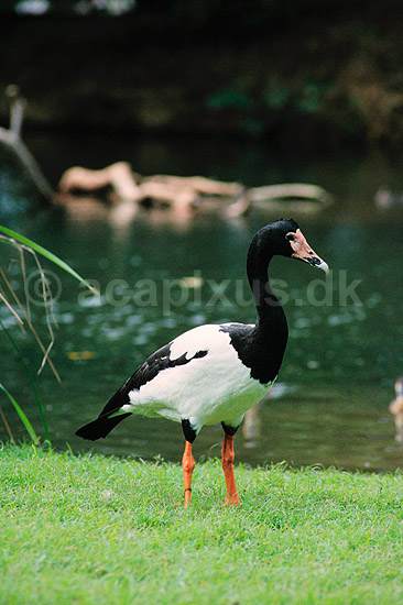 Skade g�s. Skadeg�s ( Scan af KOL2536 ); Anseranas semipalmata, Anatidae; Queensland / Australien; ; ; fugle; G�s, g�sefugle, andefugle