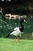 Skade g�s. Skadeg�s ( Scan af KOL2536 ) Anseranas semipalmata, Anatidae Queensland / Australien   fugle G�s, g�sefugle, andefugle