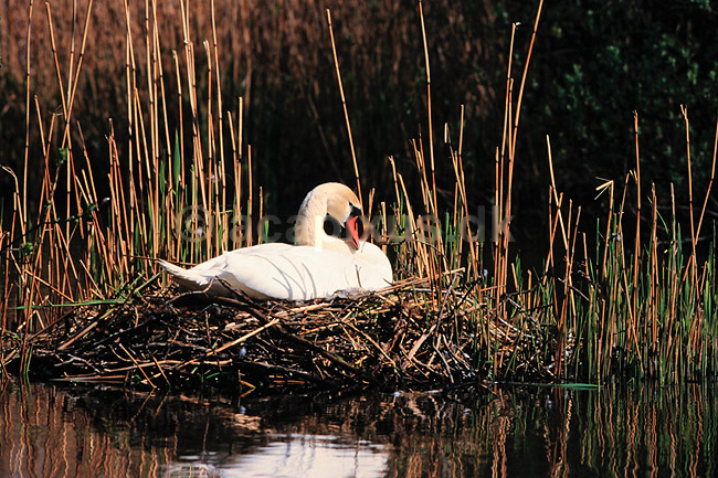 Knopsvane. Knopsvane p� rede ( Scan af KOL6264 ); Cygnus olor, Anatidae; Utterslev Mose / Sj�lland; ; ; fugle; Svaner, knobsvaner
