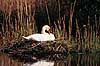 Knopsvane. Knopsvane p� rede ( Scan af KOL6264 ) Cygnus olor, Anatidae Utterslev Mose / Sj�lland   fugle Svaner, knobsvaner