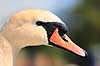 Knopsvane. Knopsvane ( Scan af KOL6272 ) Cygnus olor, Anatidae Utterslev Mose / Sj�lland   fugle Svaner, knobsvaner