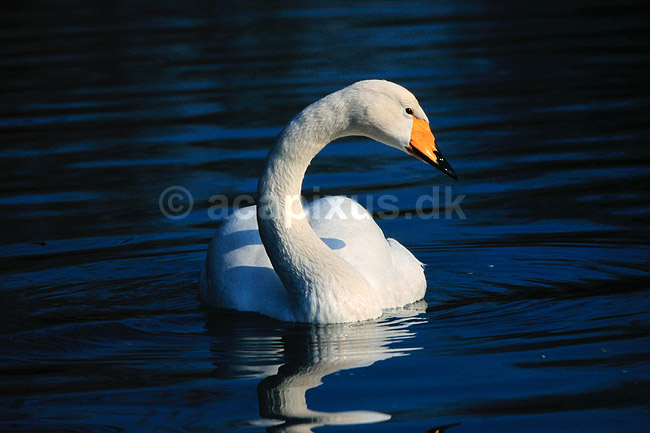 Sangsvane. Sangsvane ( Scan af KOL6273 ); Cygnus cygnus, Anatidae; Utterslev Mose / Sj�lland; ; ; fugle; Svaner, sangsvaner