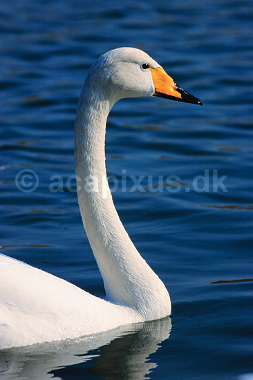 Sangsvane. Sangsvane ( Scan af KOL6275 ); Cygnus cygnus, Anatidae; Utterslev Mose / Sj�lland; ; ; fugle; Svaner, sangsvaner