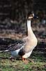Svaneg�s. Svaneg�s ( Scan af KOL2354 ) Anser cygnoides, Anatidae Utterslev Mose / Sj�lland   fugle Svaneg�s