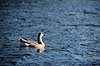 Svaneg�s. Svaneg�s ( Scan af KOL2349 ) Anser cygnoides, Anatidae Utterslev Mose / Sj�lland   fugle Svaneg�s