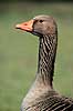 Gr�g�s. Gr�g�s ( Scan af KOL2364 ) Anser anser, Anatidae Utterslev Mose / Sj�lland   fugle G�s, g�s, gr�g�s