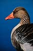 Gr�g�s. Gr�g�s ( Scan af KOL3682 ) Anser anser, Anatidae Utterslev Mose / Sj�lland   fugle G�s, g�s, gr�g�s